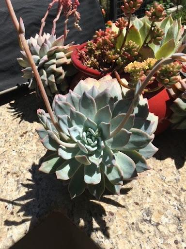 Echeveria 'Bluebird'