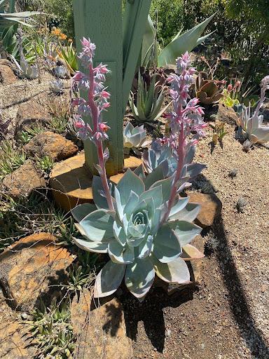 Echeveria cante