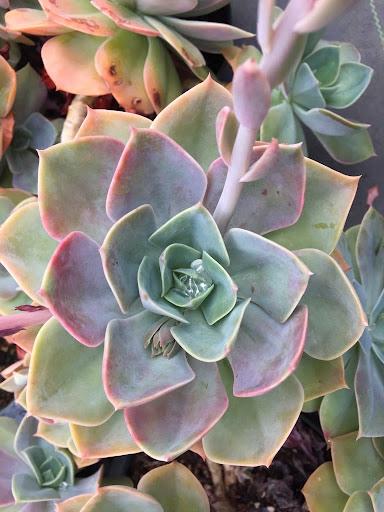 Echeveria 'Cassyz Winter'