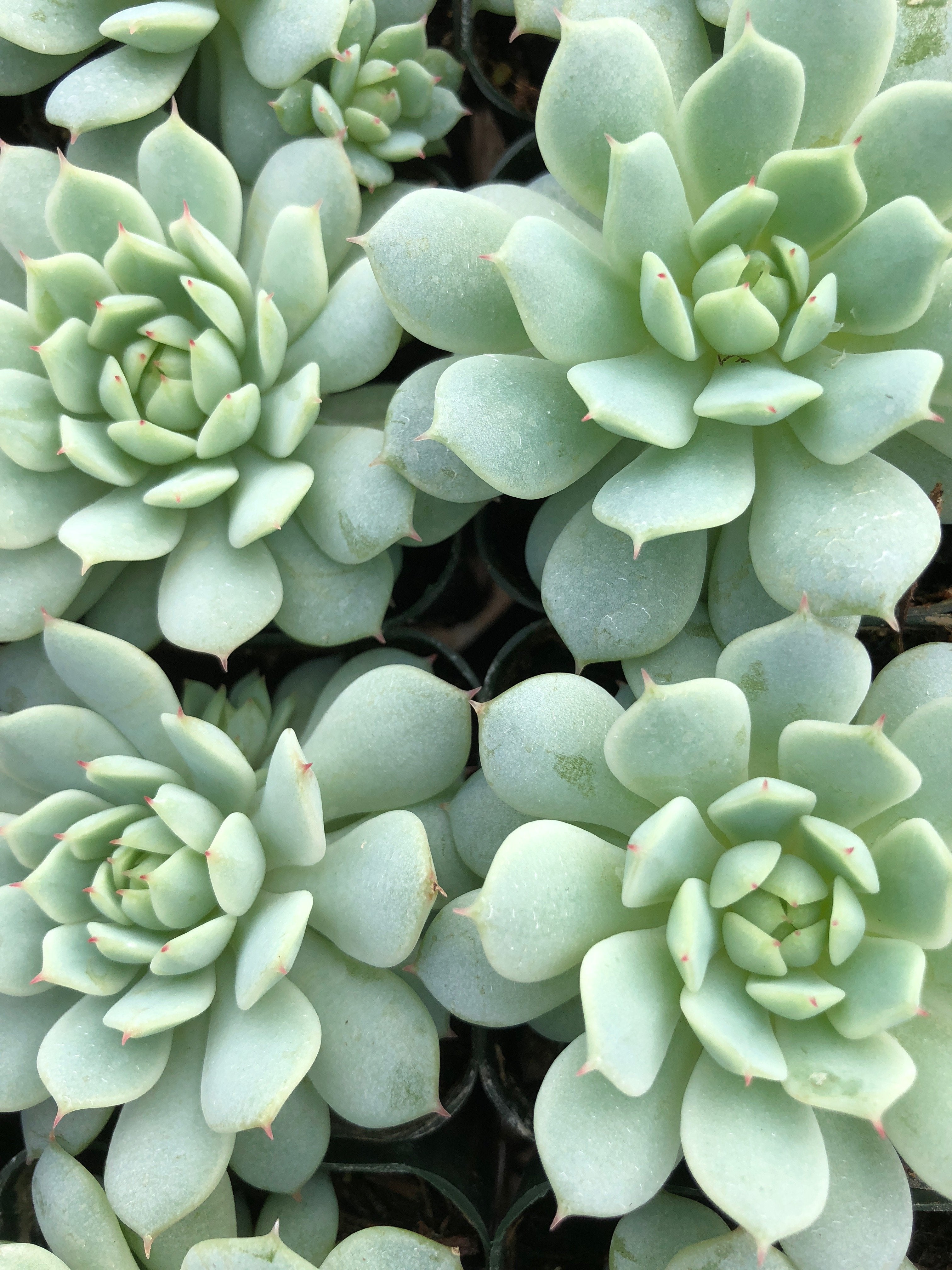 green echeveria succulent Echeveria derenbergii – Succulent Gardens