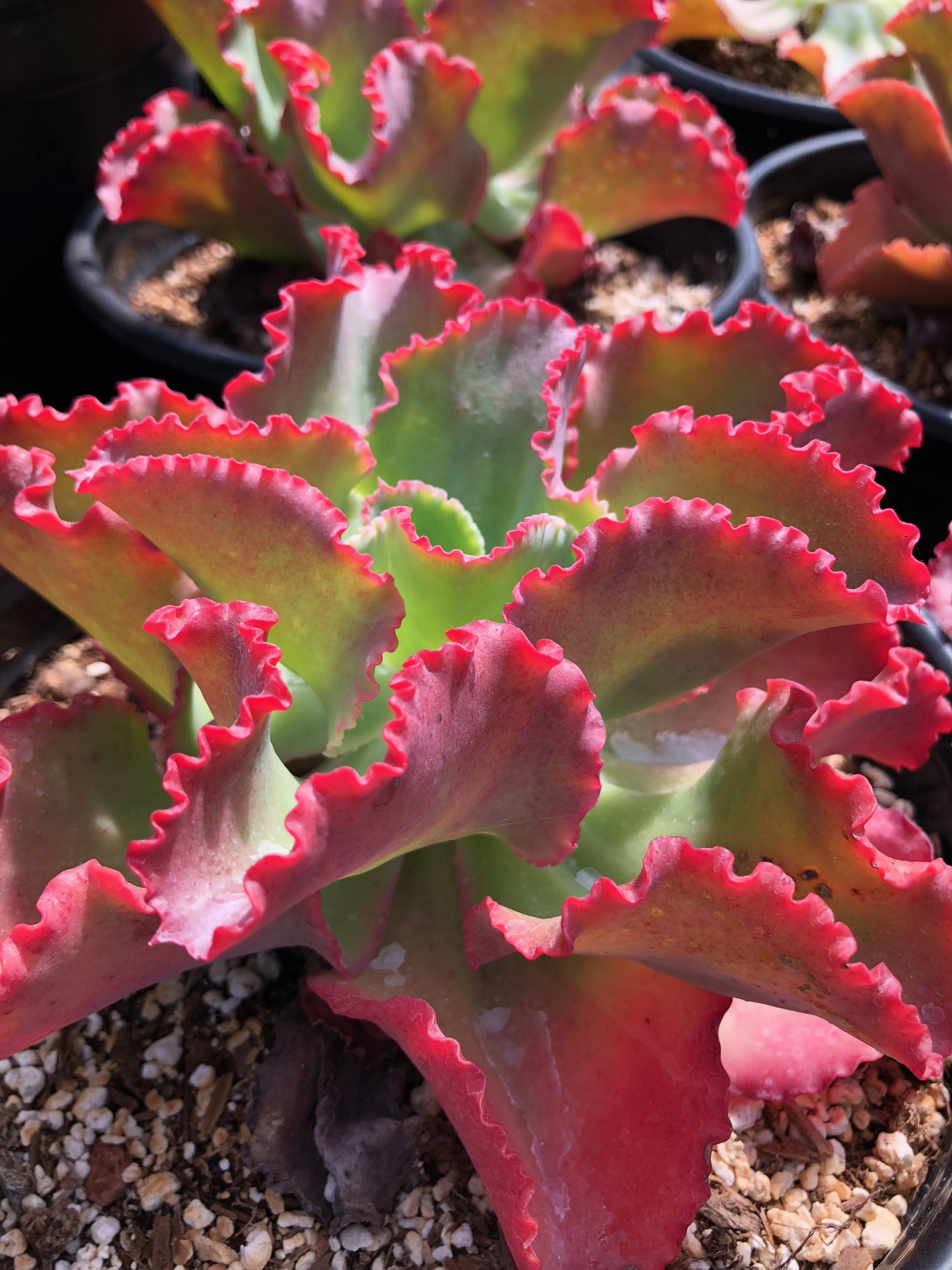 dick's succulent chicken Echeveria 'Dick's Pink' – Succulent Gardens