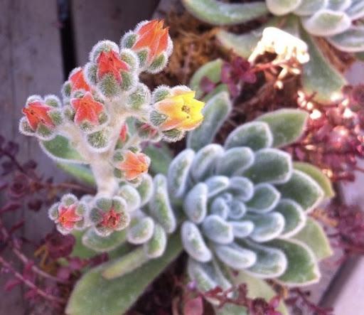 doris taylor succulent Echeveria 'Doris Taylor' – Succulent Gardens