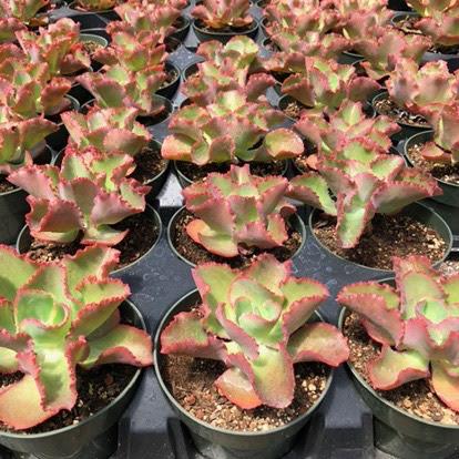 first lady succulent Echeveria 'First Lady' – Succulent Gardens