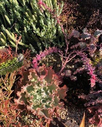 giant blue succulent Echeveria 'Giant Blue' – Succulent Gardens