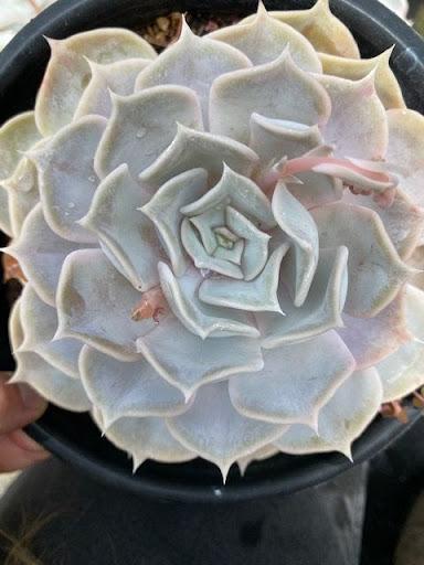 succulent lilacina Echeveria lilacina – Succulent Gardens