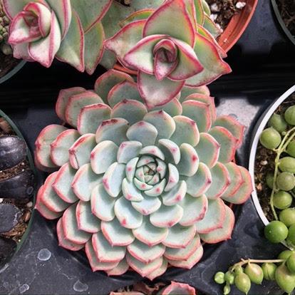 Echeveria minima
