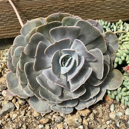 pollux succulent Echeveria 'Pollux' – Succulent Gardens