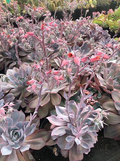echeveria afterglow succulent plant Echeveria 'Afterglow' (Purple Form) – Succulent Gardens