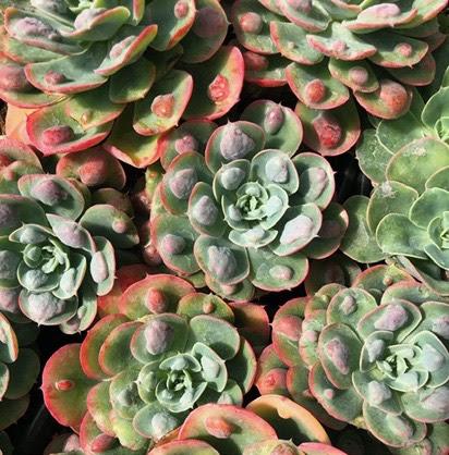 succulent raindrops Echeveria 'Raindrops' – Succulent Gardens