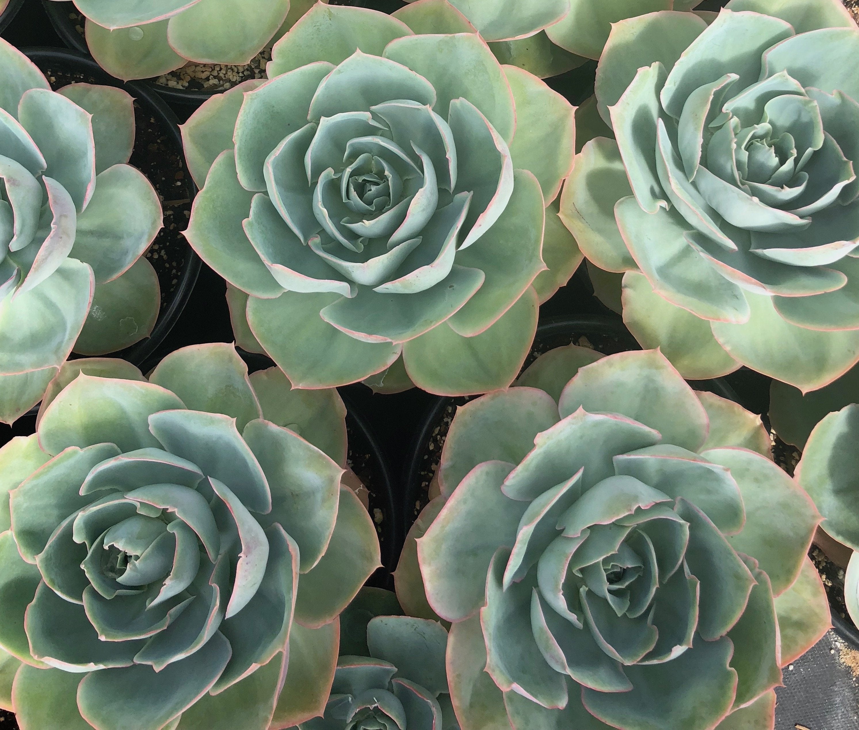 echeveria white rose succulent Echeveria 'White Rose' – Succulent Gardens