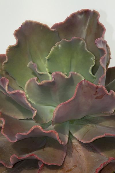 Echeveria 'Coral Glow'
