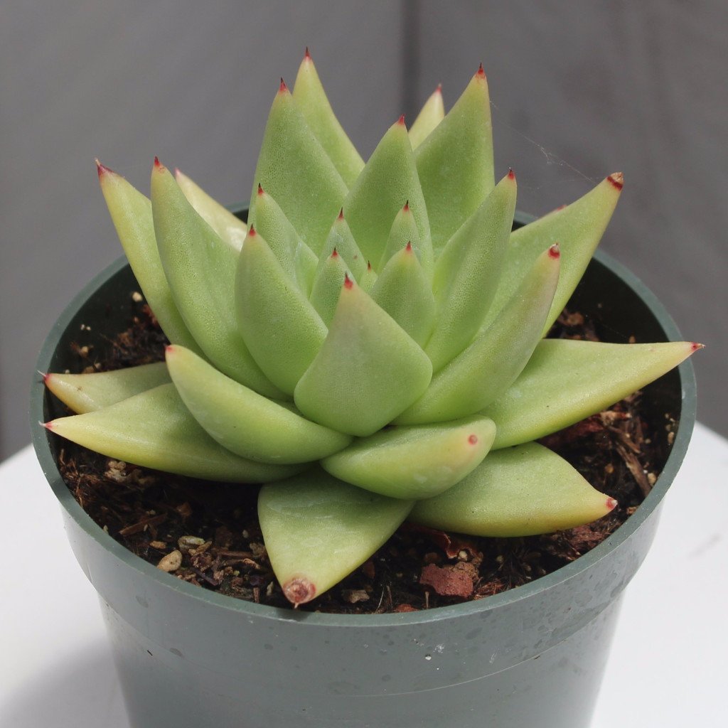 succulent agavoides Echeveria agavoides – Succulent Gardens