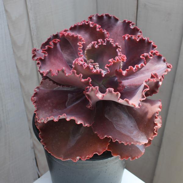 Echeveria 'Arlie Wright'