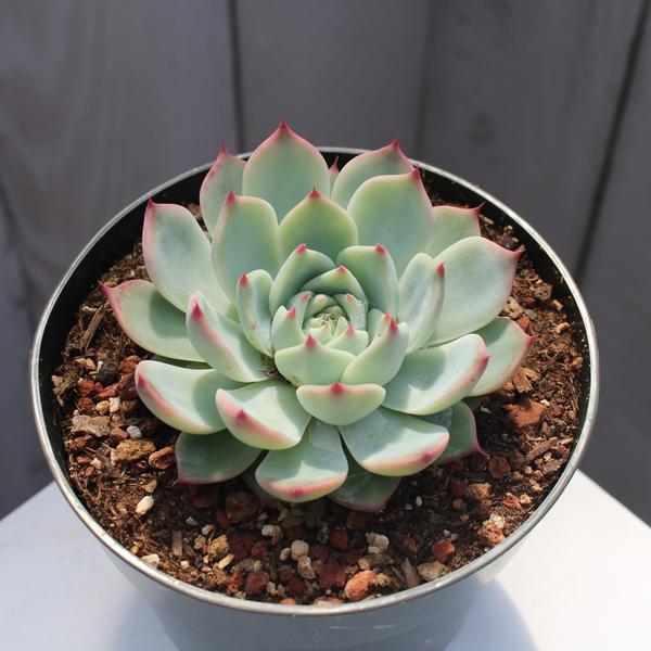 green succulent with pink edges Echeveria colorata – Succulent Gardens