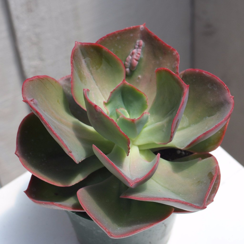 Echeveria 'Contempo'