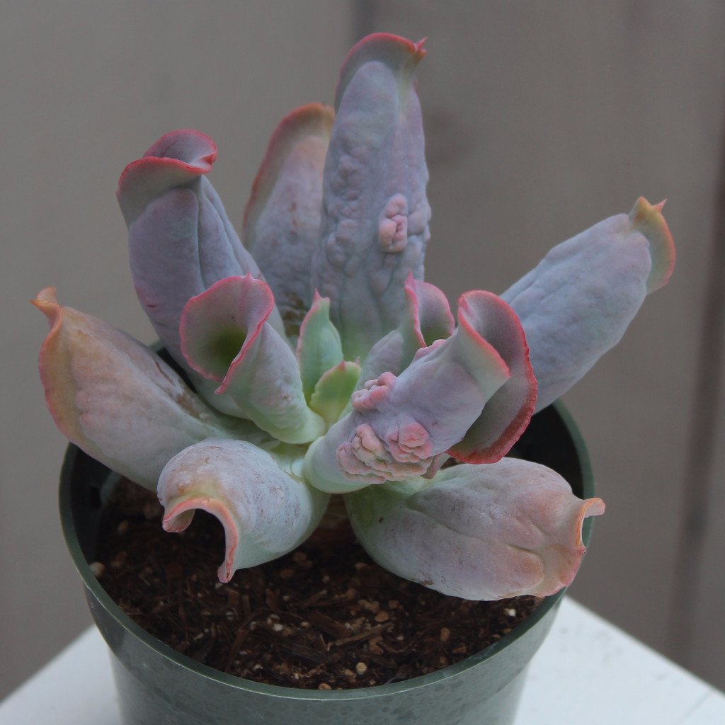 Echeveria 'Culibra'