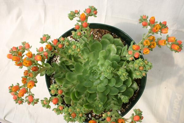 echeveria dondo succulent Echeveria 'Dondo' – Succulent Gardens