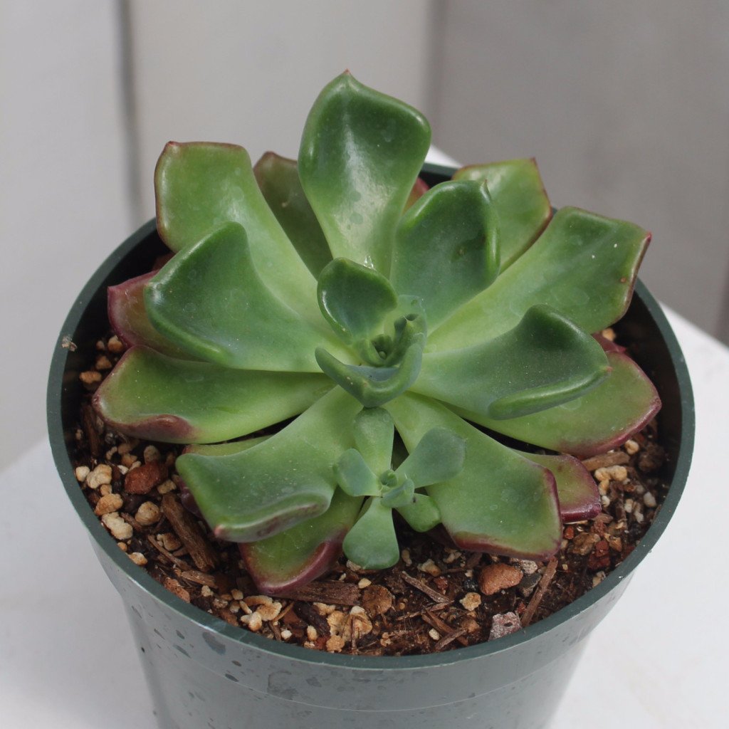 Echeveria 'Goochie' – Succulent Gardens