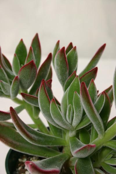Echeveria harmsii