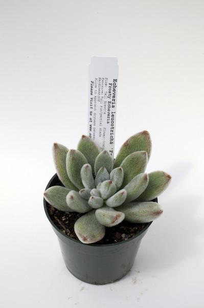 Echeveria leucotricha 'Frosty'
