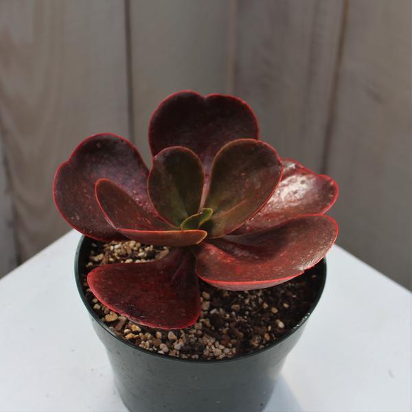 mahogany succulent Echeveria 'Mademoiselle' – Succulent Gardens
