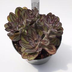 Echeveria nodulosa