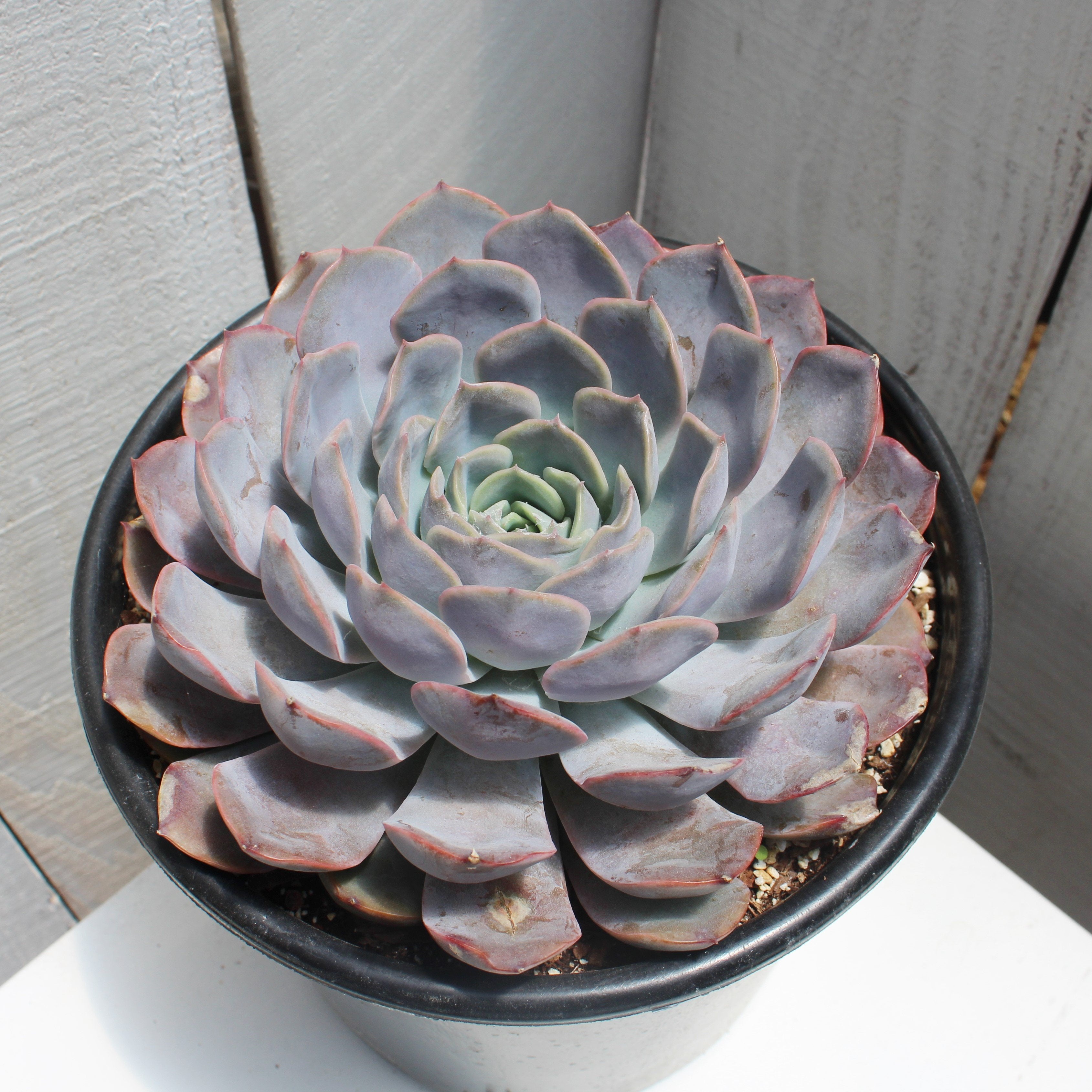 echeveria orion succulent Echeveria 'Orion' – Succulent Gardens