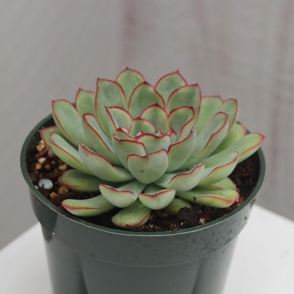 echeveria pulidonis succulent Echeveria pulidonis – Succulent Gardens