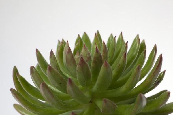 spruce oliver succulent Echeveria 'Spruce Oliver' – Succulent Gardens