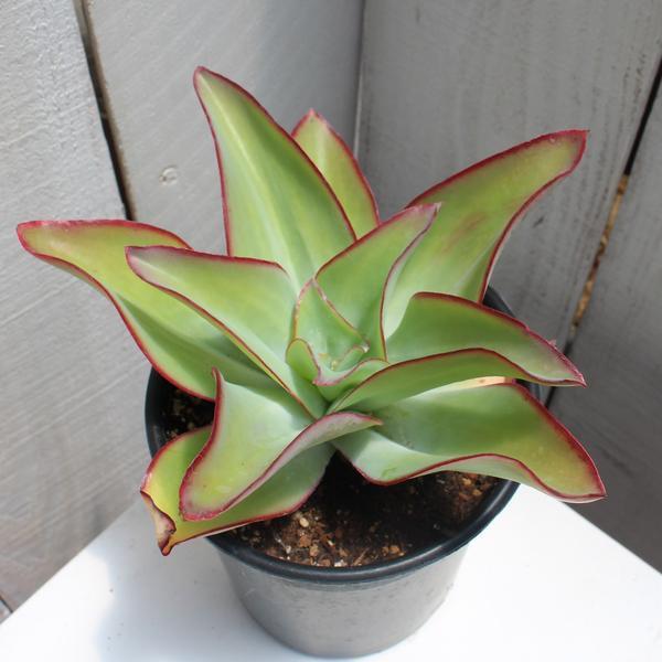 Echeveria subrigida