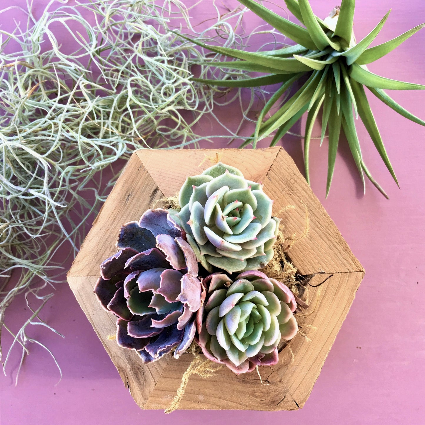 Succulent Hexagon Planter