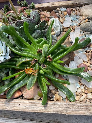 Glottiphyllum nelii – Succulent Gardens