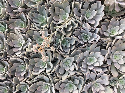 succulent debbie Graptoveria 'Debbie' – Succulent Gardens