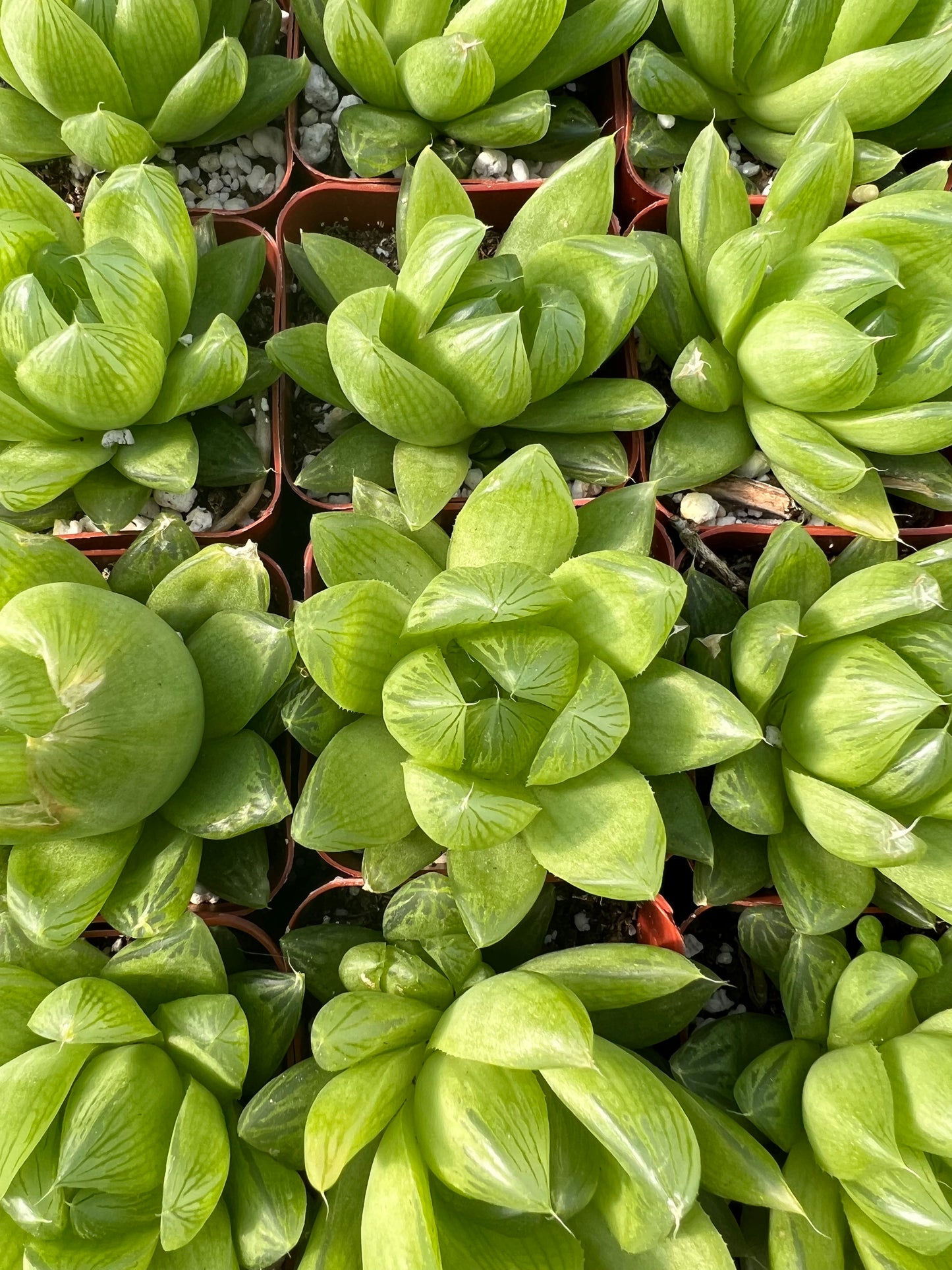 Haworthia cymbiformis