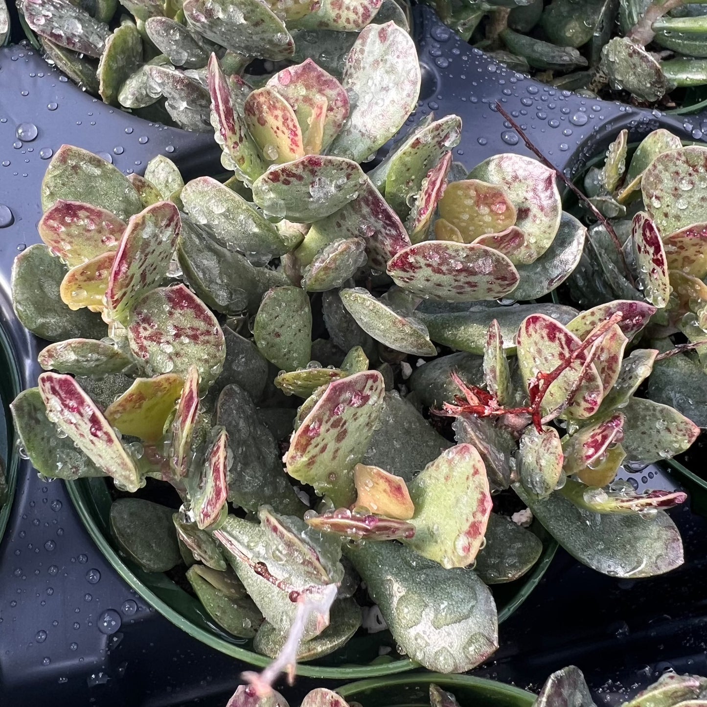 Adromischus maculatus