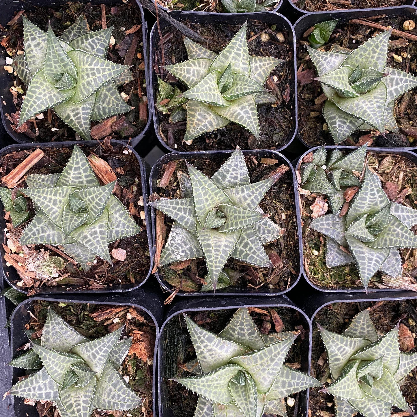 Haworthia tessellata