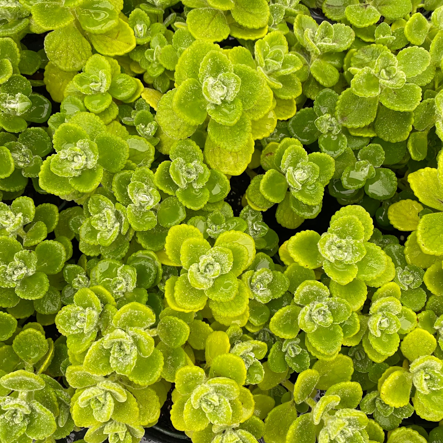 Plectranthus tomentosa