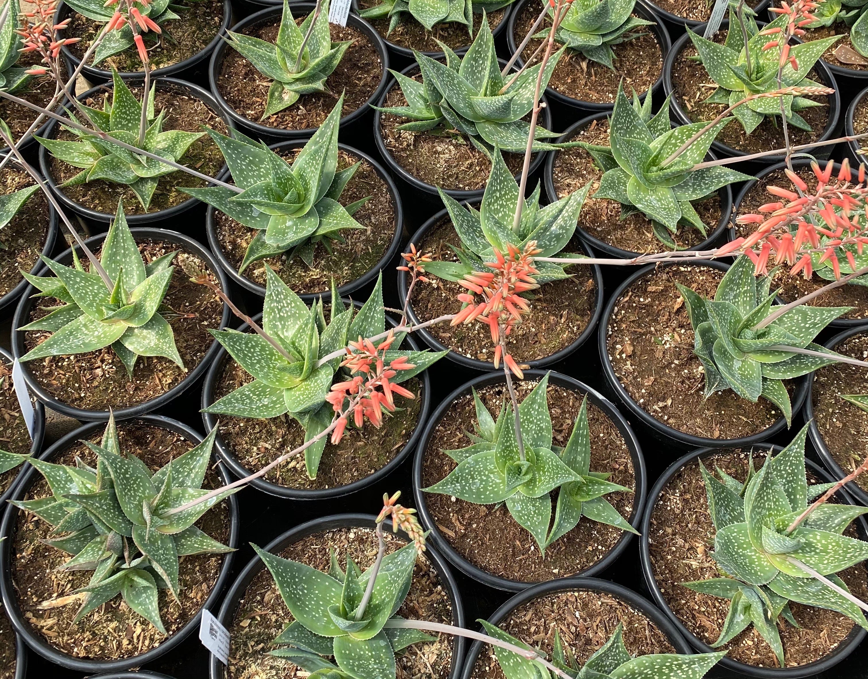 Aloe sinkatana x deltoideodonta – Succulent Gardens