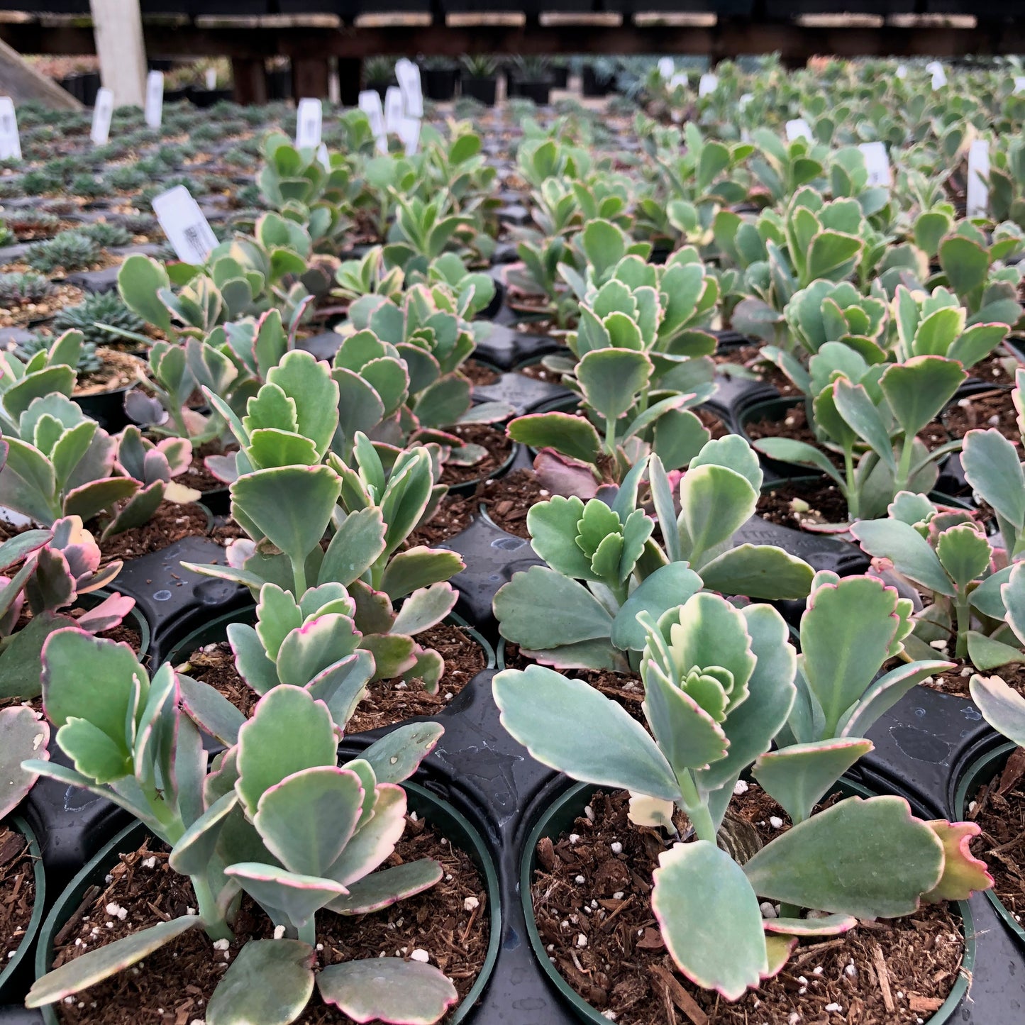 Kalanchoe fedtschenkoi variegata
