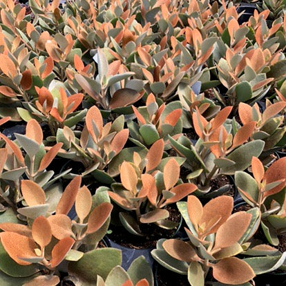 copper leaf succulent Kalanchoe orgyalis – Succulent Gardens