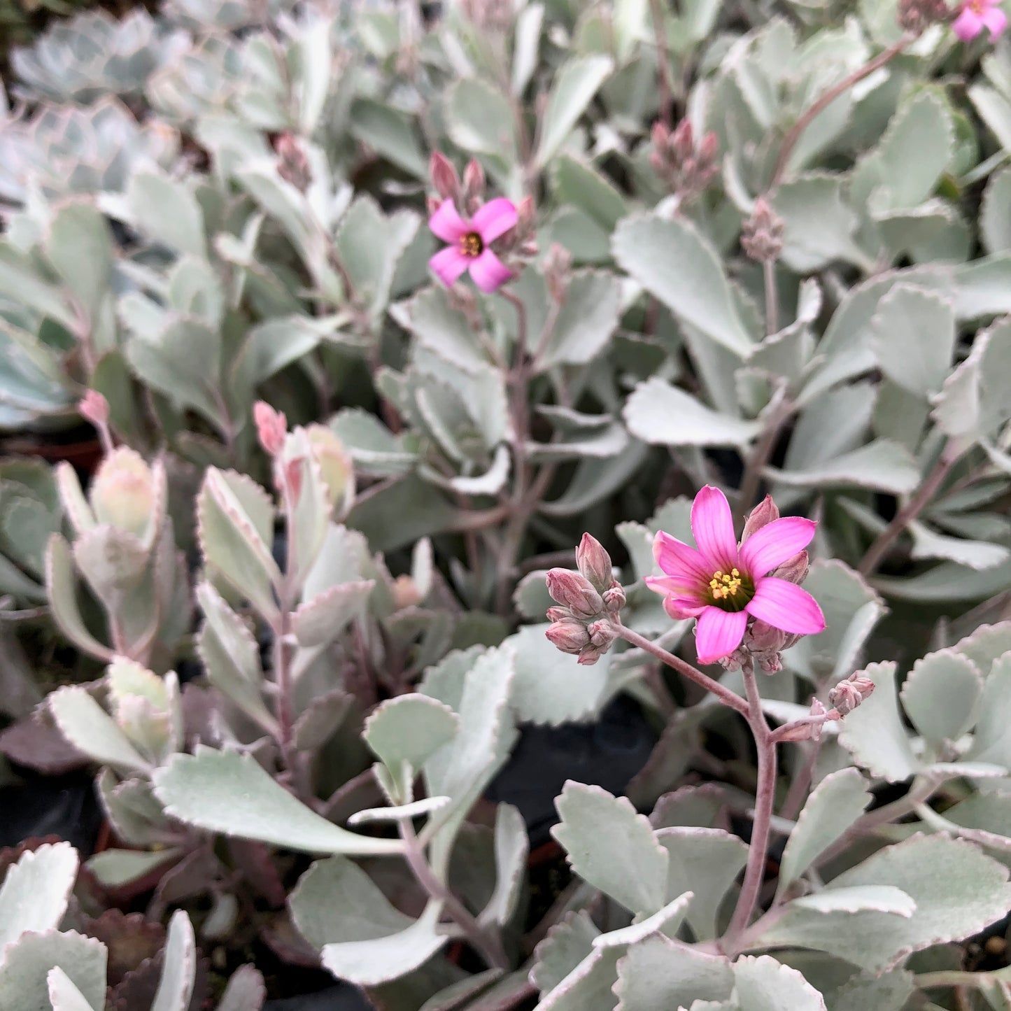Kalanchoe pumila