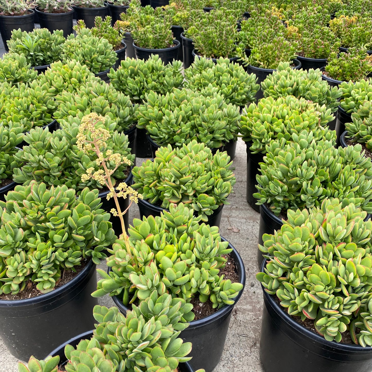 Crassula swaziensis 'Money Maker'