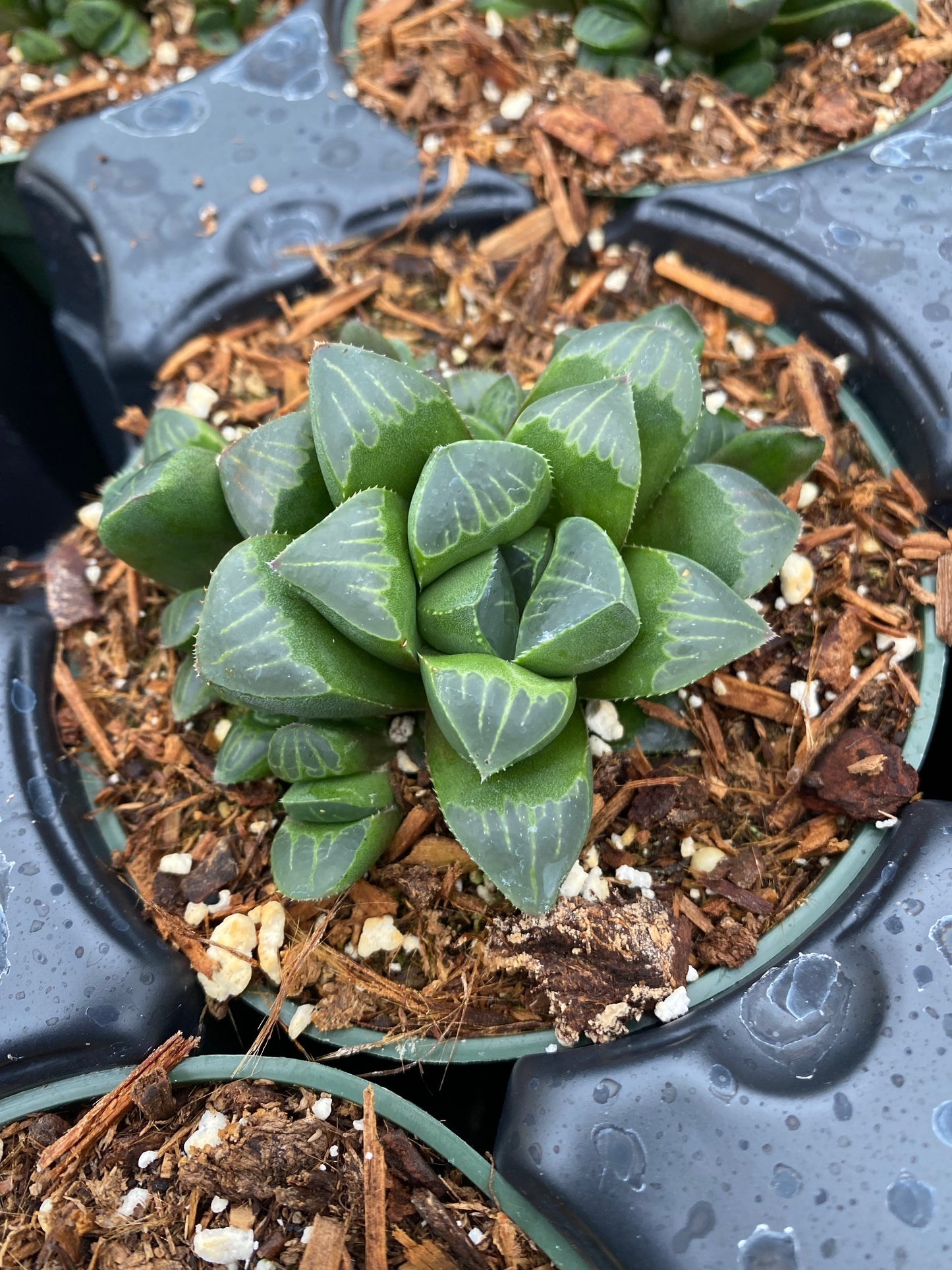 Haworthia retusa
