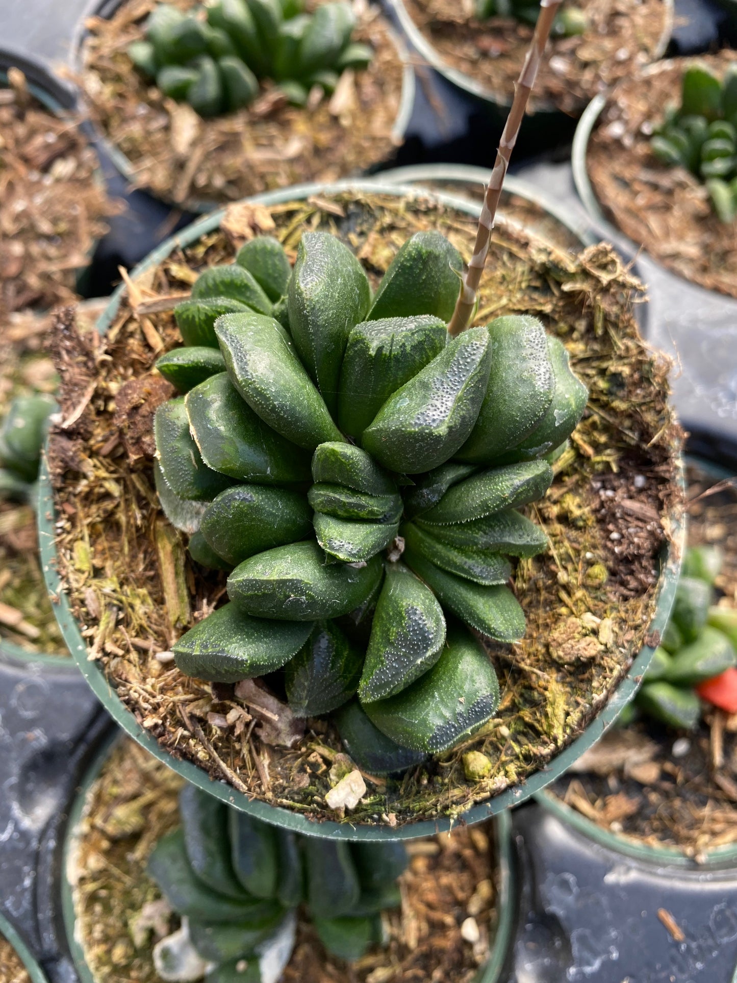 Haworthia truncata