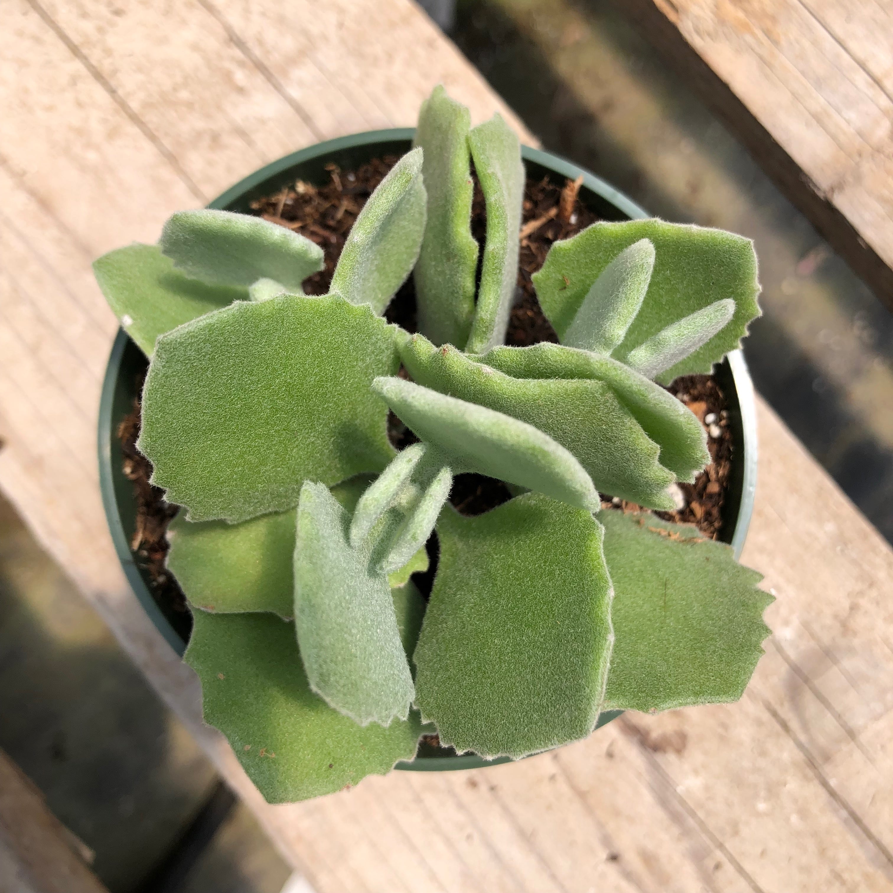 kalanchoe millotii succulent Kalanchoe millotii – Succulent Gardens