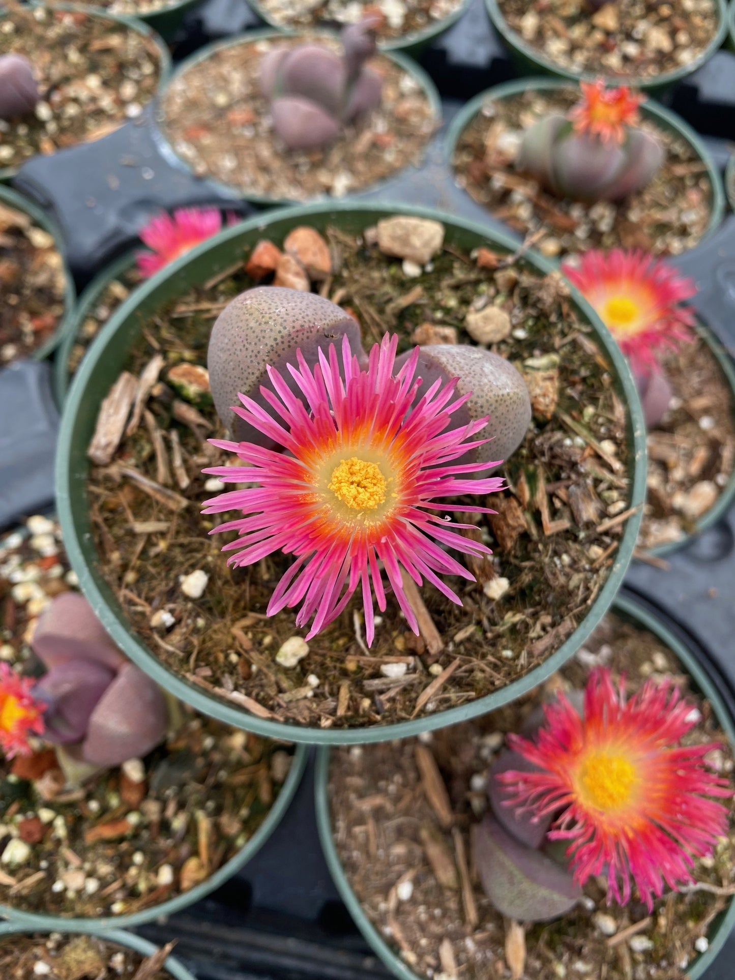 Pleiospilos nelii 'Royal Flush'