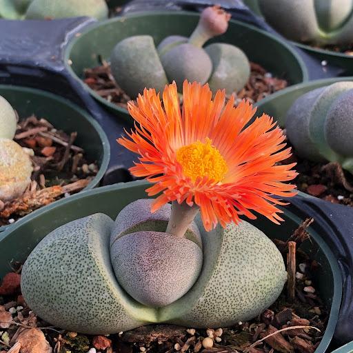 rock succulent Pleiospilos nelii – Succulent Gardens