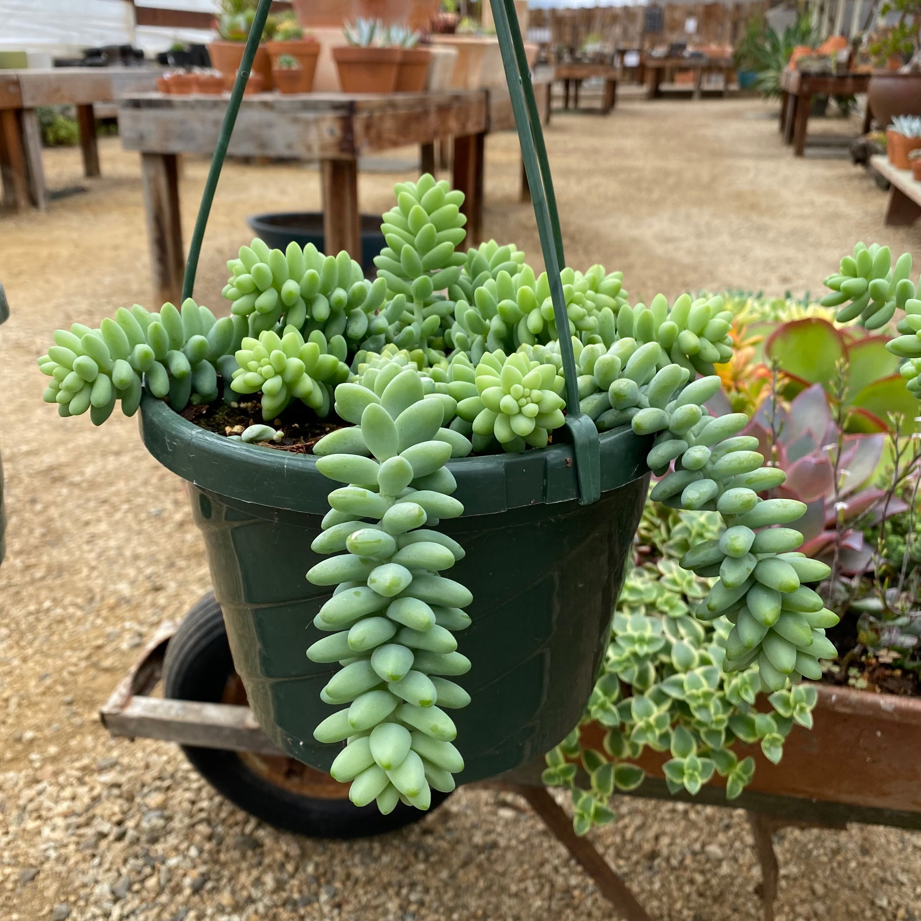 burrito succulent Sedum 'Burrito' – Succulent Gardens