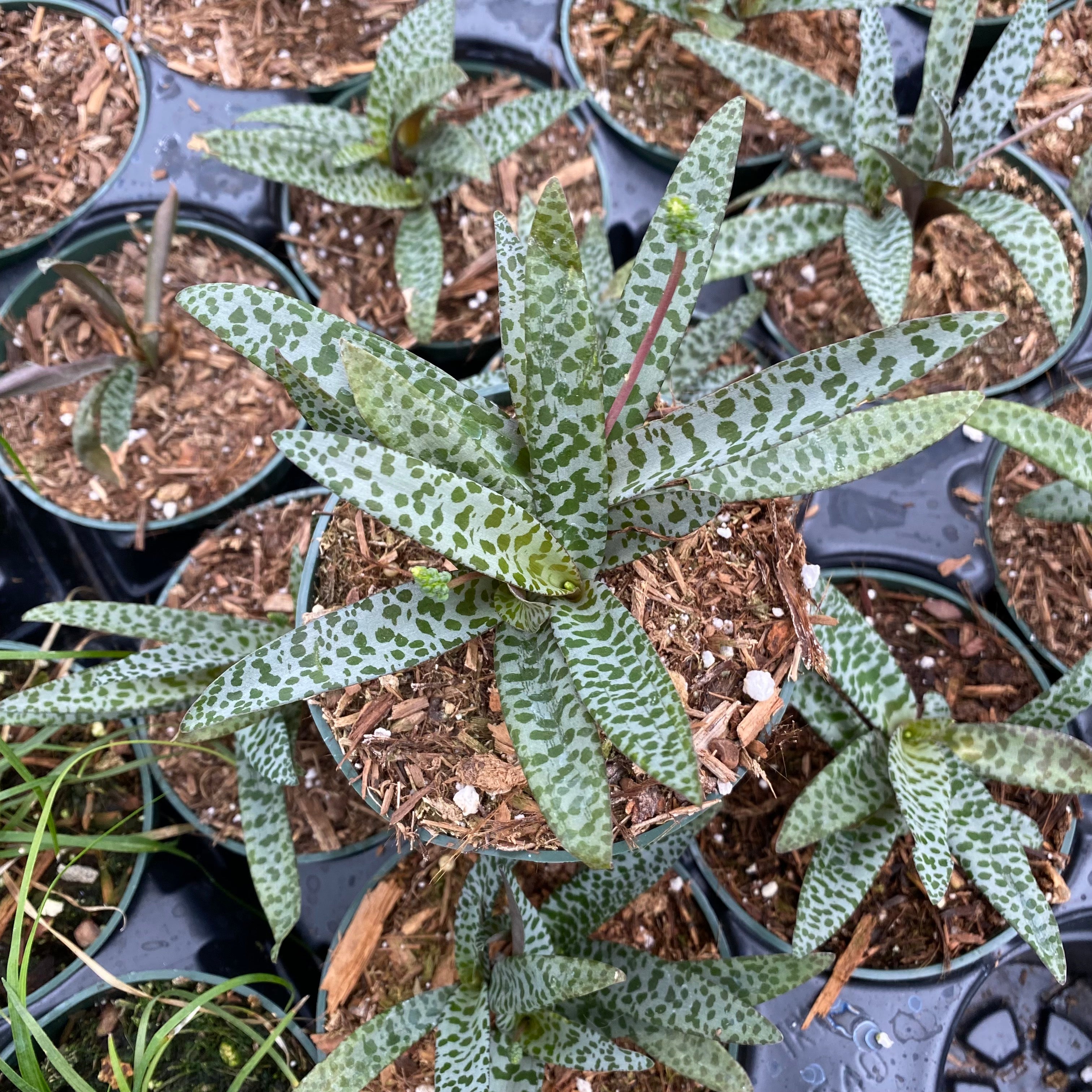 Scilla violacea – Succulent Gardens