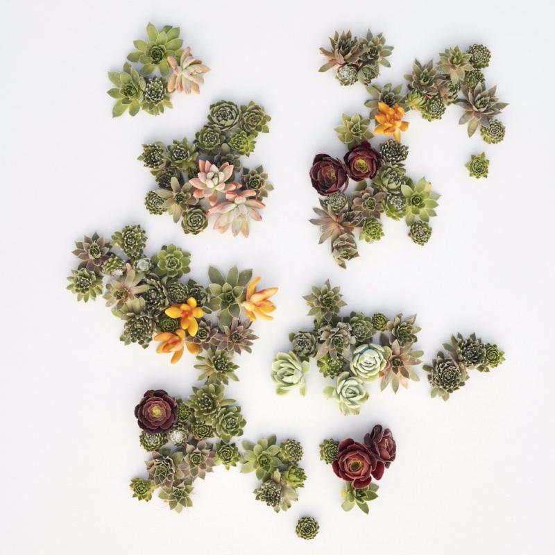 colorful succulent cuttings Succulent Living Picture Cuttings-Sempervivum & Accent Succulent Cuts –  Succulent Gardens